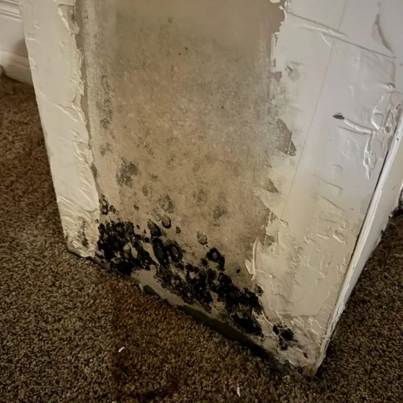 Professional Mold Removal in Warren, IL